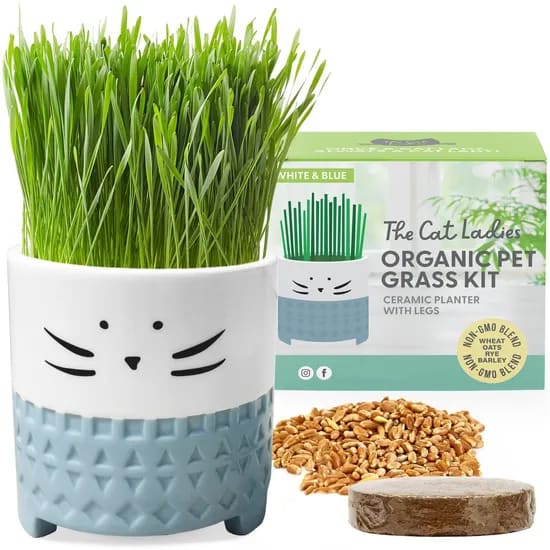 Charming Blue Cat Planter Kit with Cat Grass